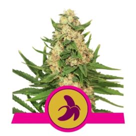 Fat Banana (Feminiseret) - RQS