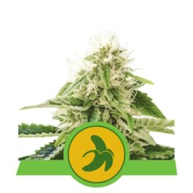 Fat Banana Auto - RQS