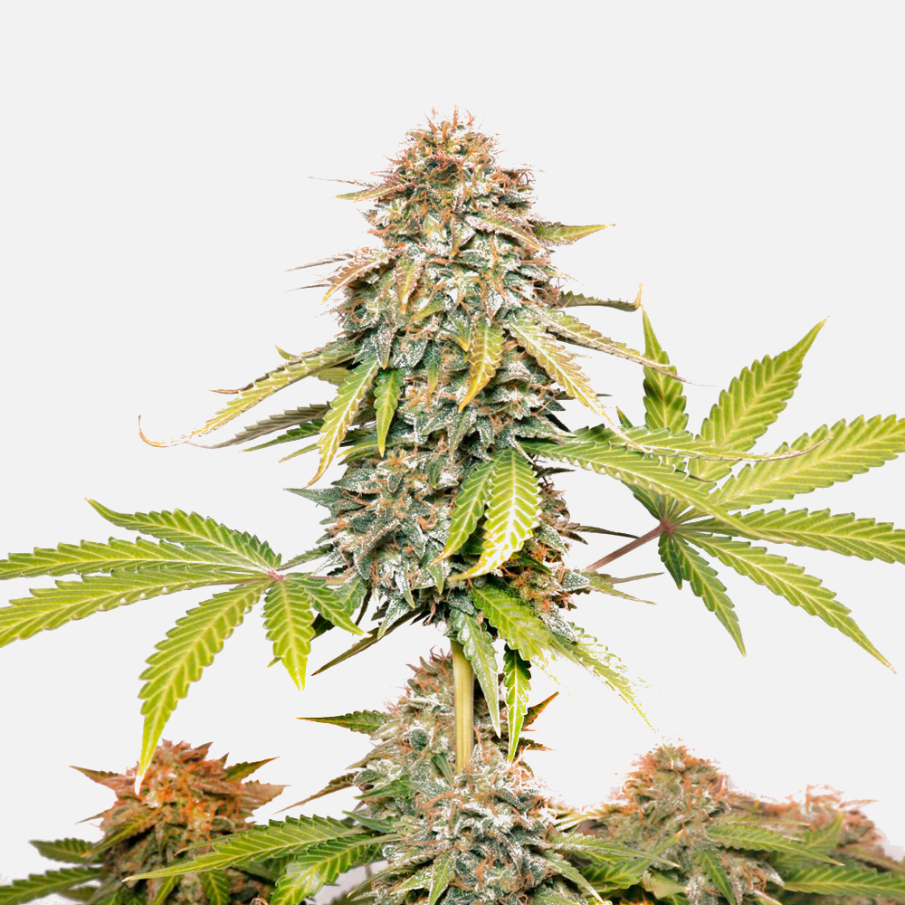 G13 Project Auto –  CPH Seeds