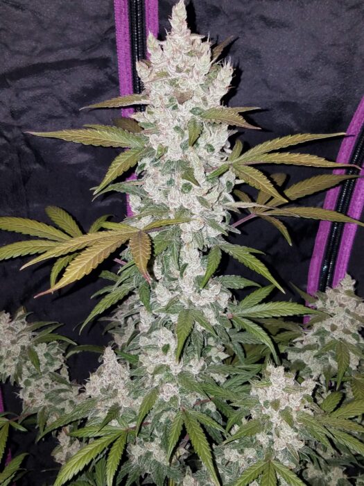Indica dominant Superseeds