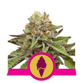 Green Gelato (Feminiseret) - RQS