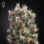 greenhouse-seeds-church-feminized-superseeds
