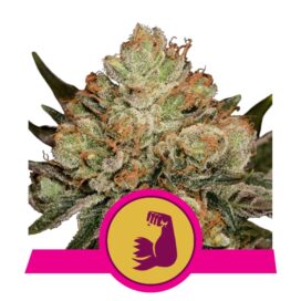 Hulkberry (Feminiseret) - RQS