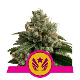 Legendary OG Punch (Feminiseret) - RQS