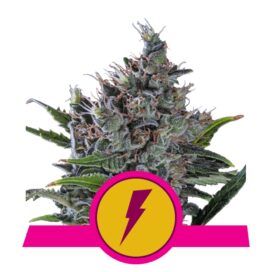 North Thunderfuck (Feminiseret) - RQS
