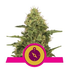 Northern Light (Feminiseret) - RQS