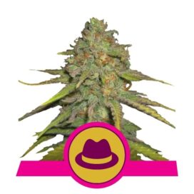 O.G. Kush (Feminiseret) - RQS
