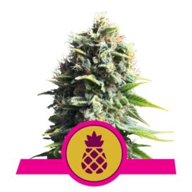 Pineapple Kush (Feminiseret) - RQS