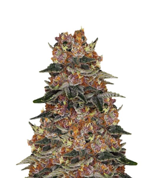 super seeds