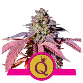 Purple Queen (Feminiseret) - RQS