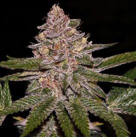 Radical Juice (Feminiseret) - Ripper Seeds