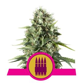 Royal AK (Feminiseret) - RQS