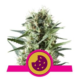 Royal Cookies (Feminiseret) - RQS