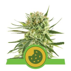 Royal Cookies Auto - RQS