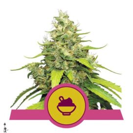 Blue Gelato (Feminiseret) - RQS