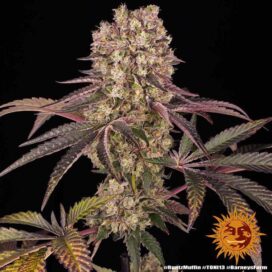 Runtz Muffin (Feminiseret) - Barney's Farm