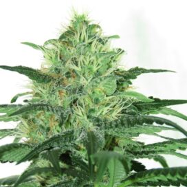 Sideral (Feminiseret) - Ripper Seeds