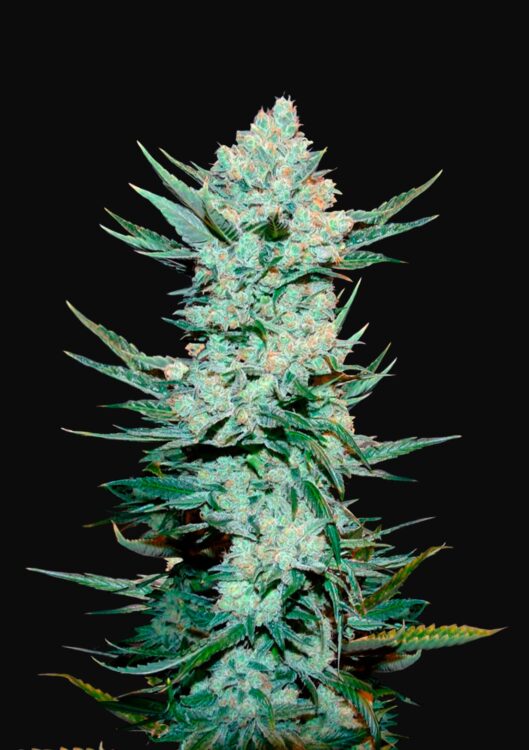 Tangie’Matic Auto – Fast Buds