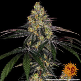 Watermelon Zkittlez (Feminiseret) - Barney's Farm