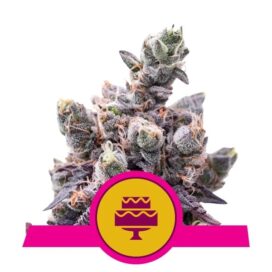 Wedding Gelato (Feminiseret) - RQS