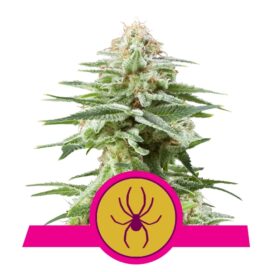 White Widow (Feminiseret) - RQS