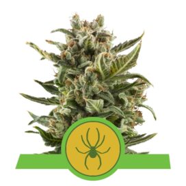White Widow Auto - RQS