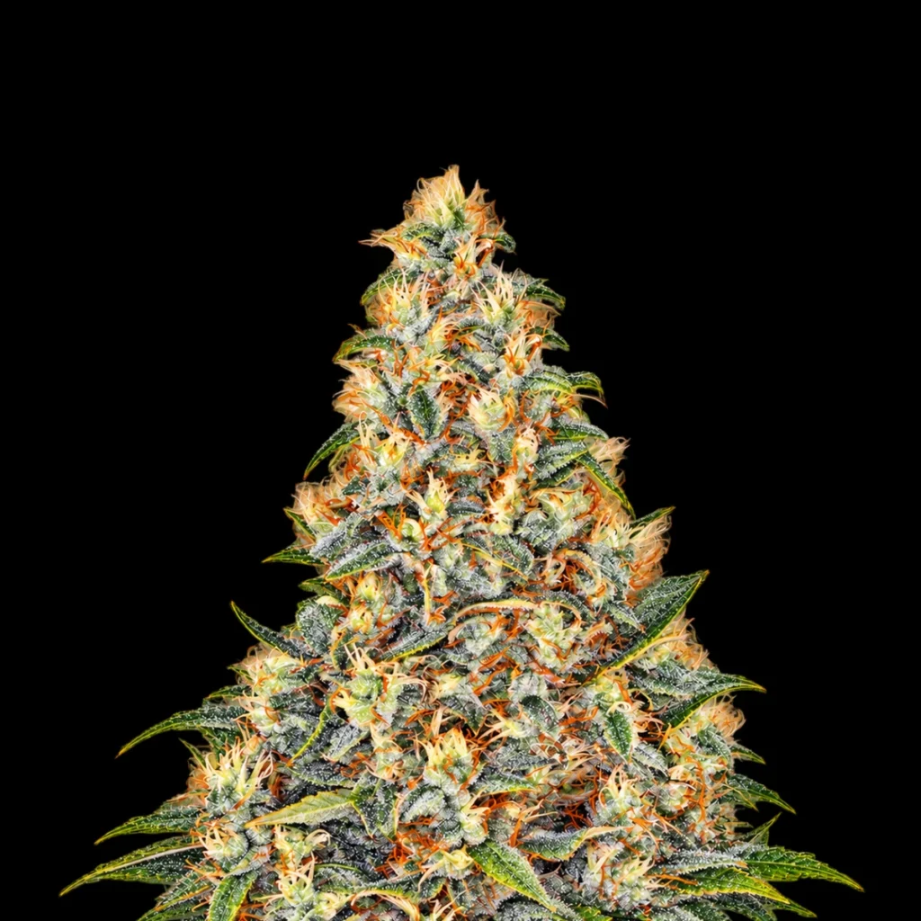 Amnesia Haze Auto – Barney’s Farm