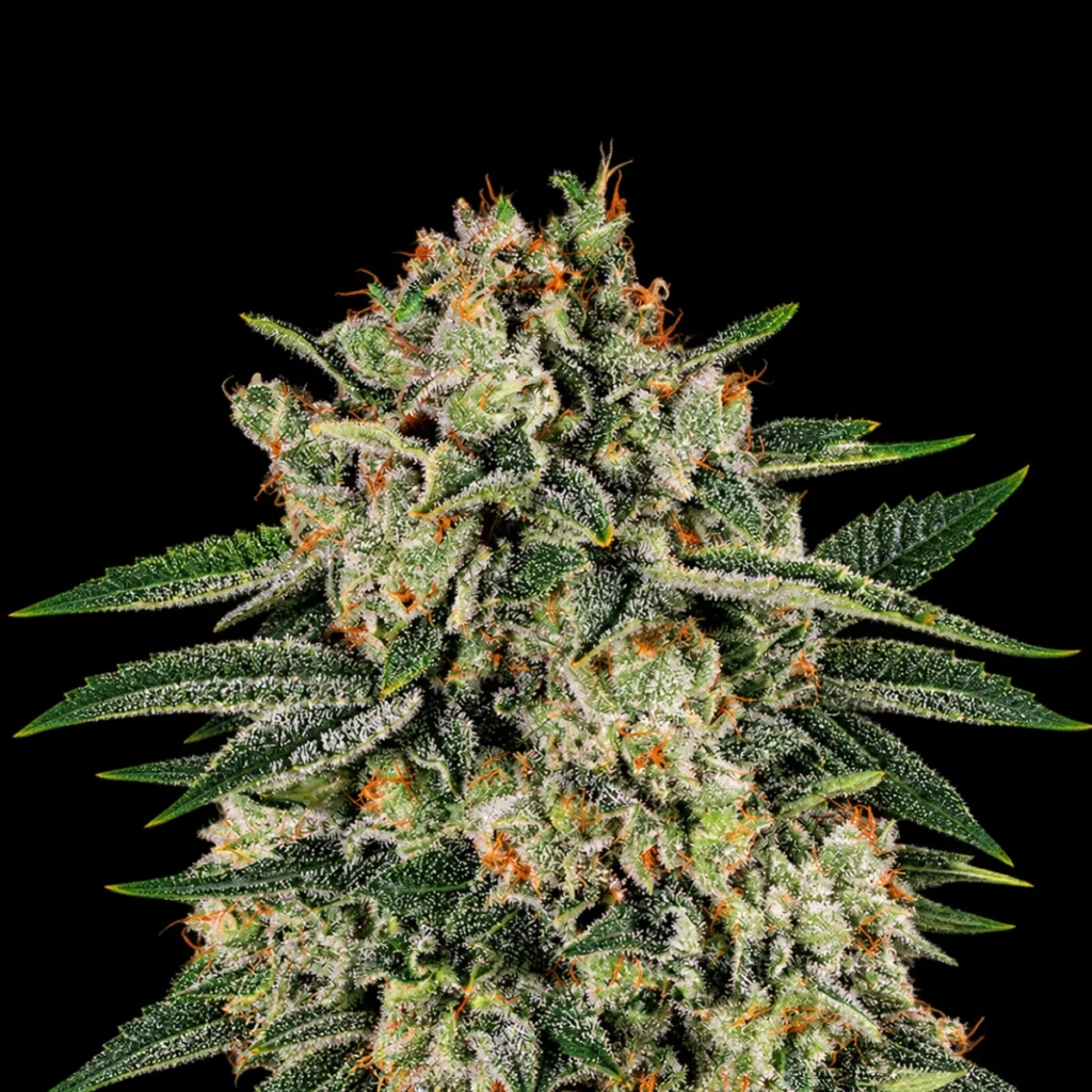 Banana MAC (Feminiseret) – Anesia Seeds