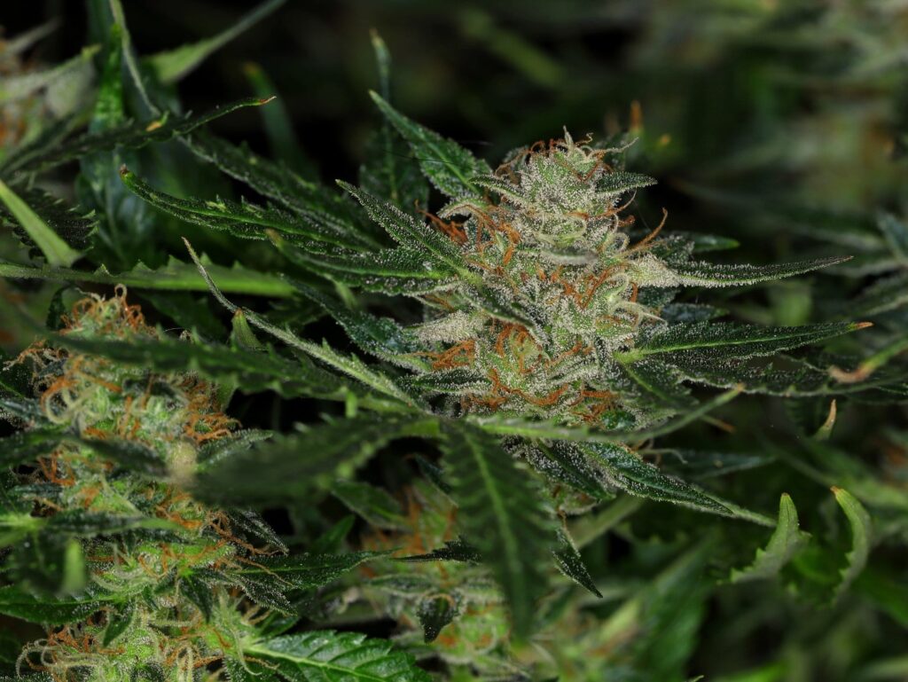Dream Sherbet Auto - Special Edition - Kannabia 7.stk