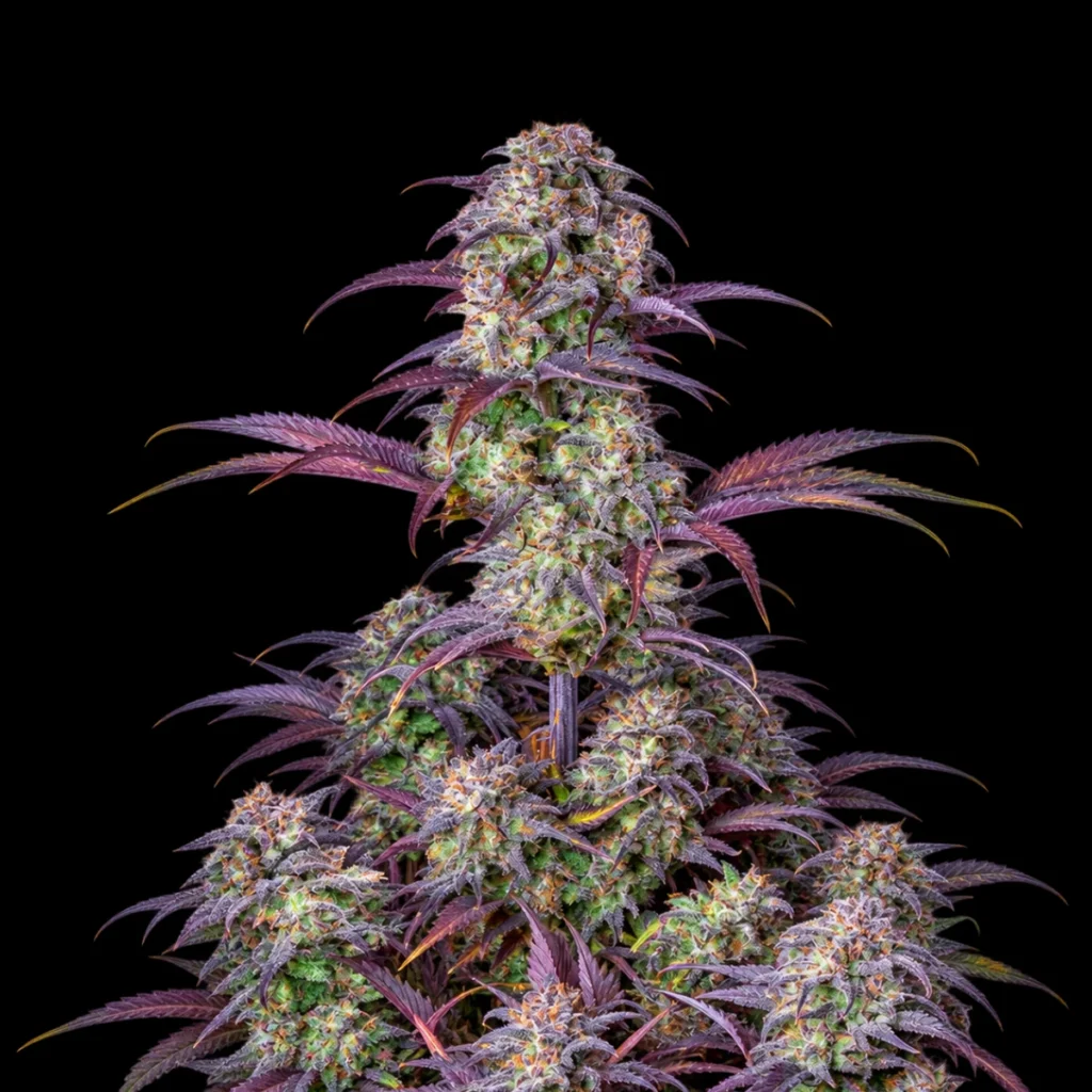 Original Blueberry Auto – Fast Buds