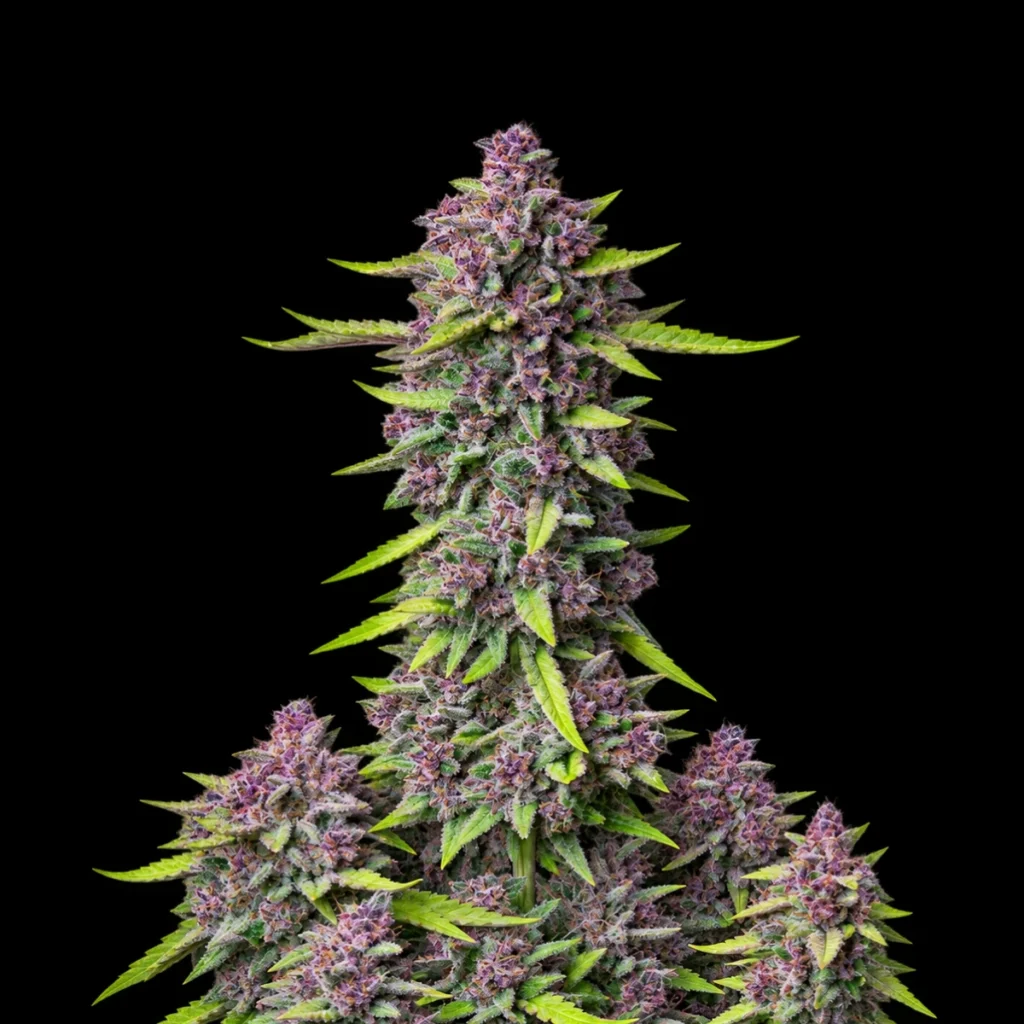 Purple Punch Auto – Fast Buds