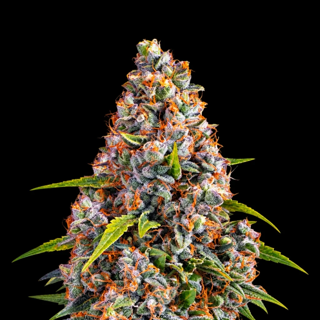 Strawberry Cheesecake Auto – Barney’s Farm