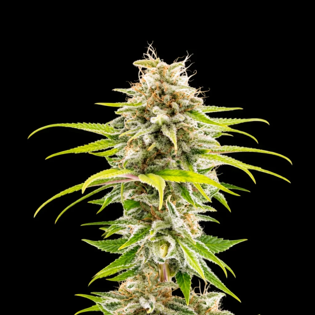 Super OG Kush – Special Edition – Kannabia 7.stk