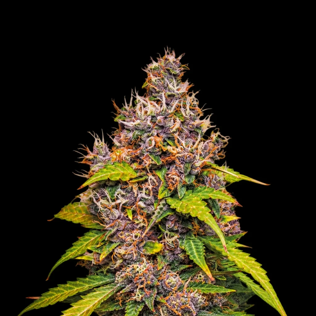 Watermelon (feminiseret) – RQS