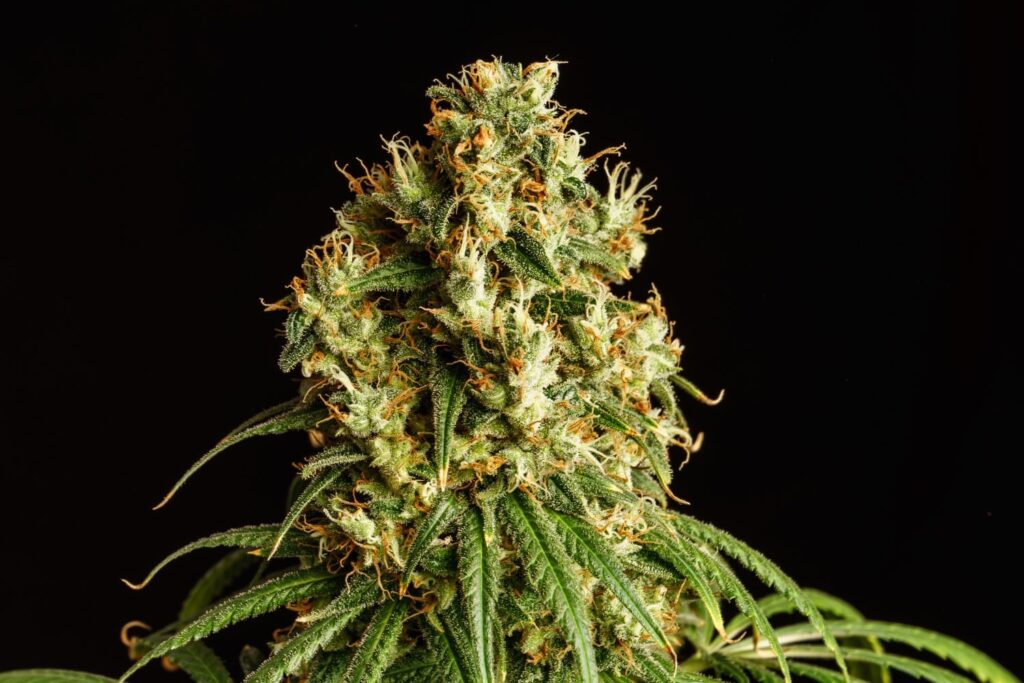 Mimosa Dream - Special Edition - Kannabia 7.stk