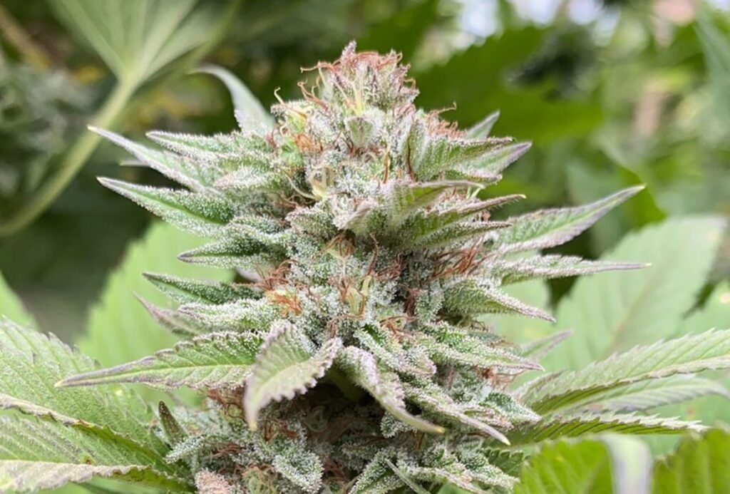 Strawberry Haze Auto - Special Edition - Kannabia 7.stk