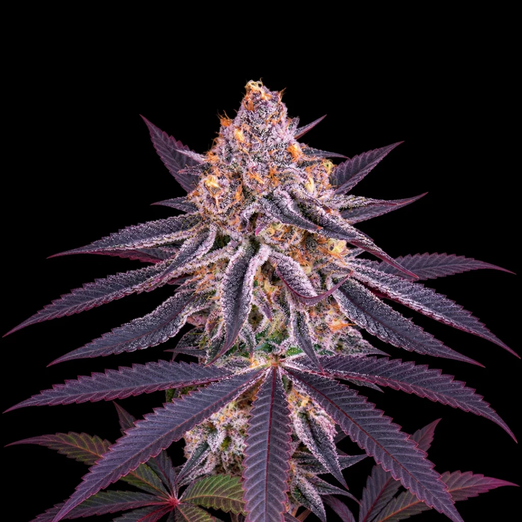 King’s Juice (Feminiseret) – Green House Seeds