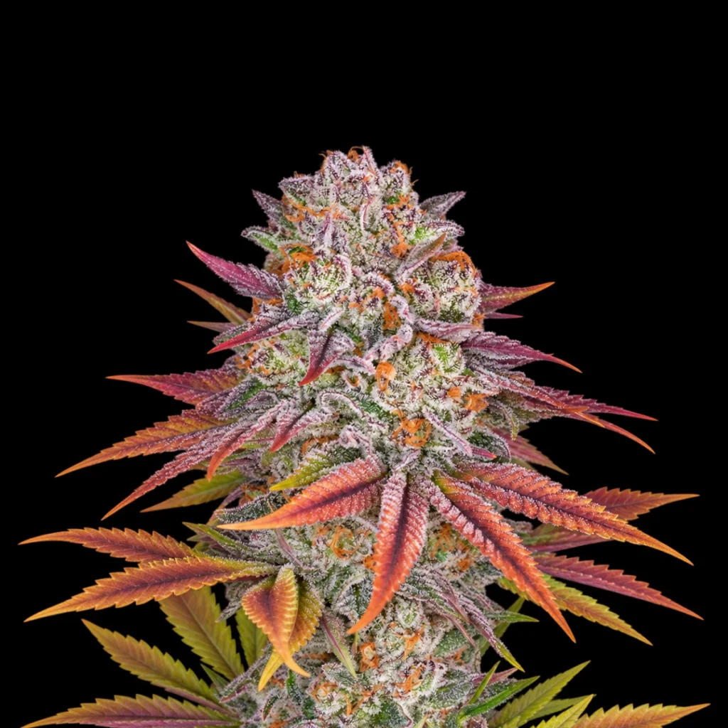 Pulp Friction (Feminiseret) – Green House Seeds