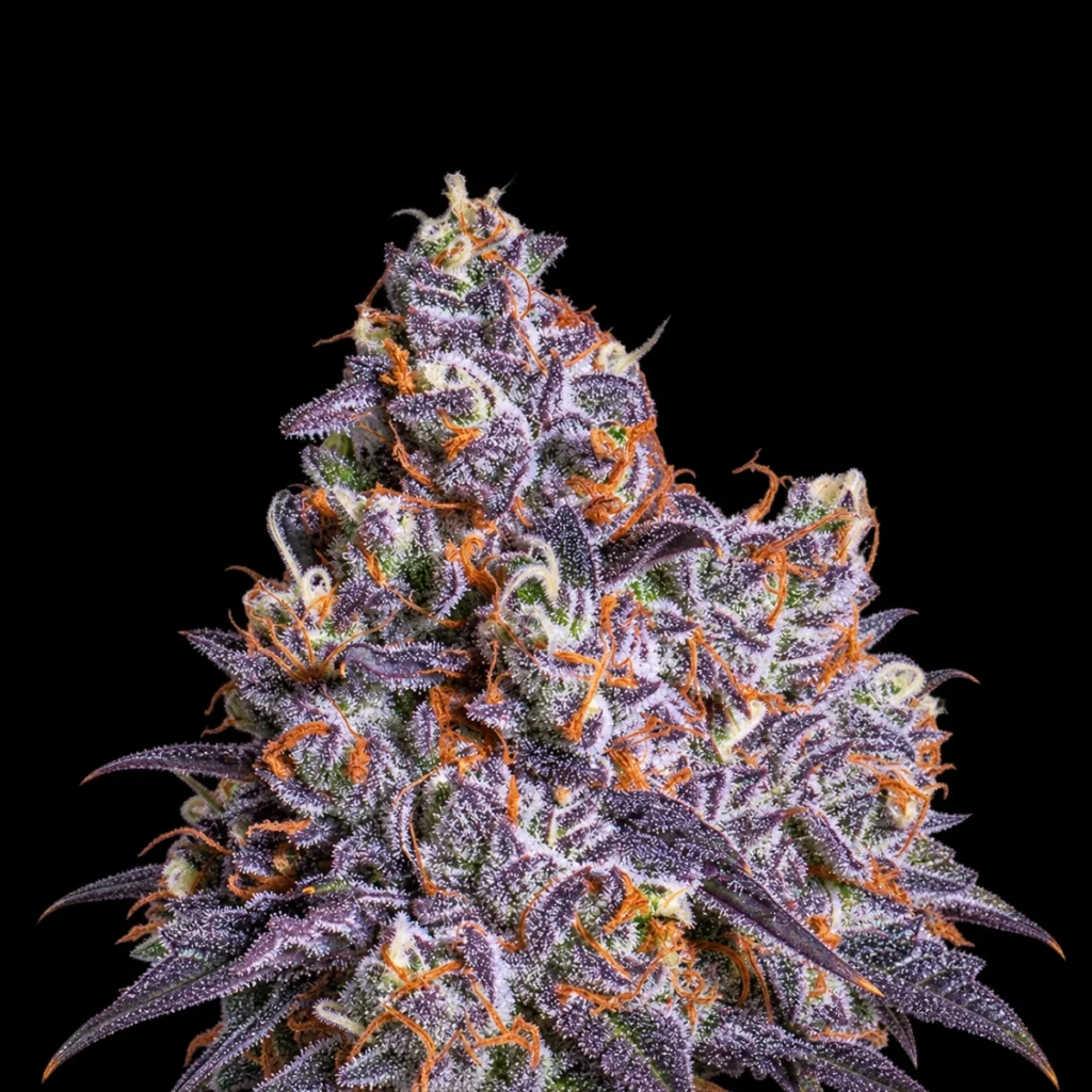 Frozen Black Cherry Auto – Anesia Seeds