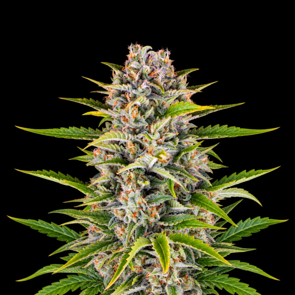 Gorilla Zkittlez Auto – Barney’s Farm
