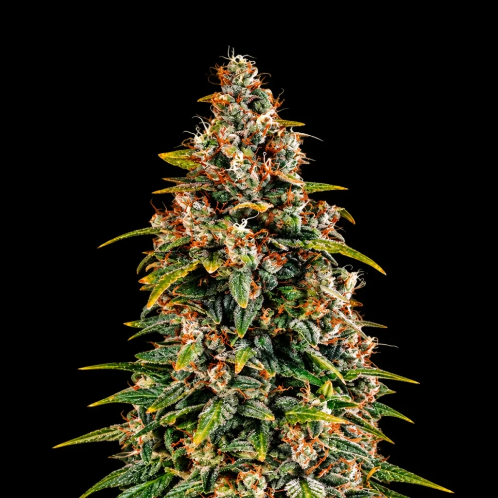 Watermelon Zkittlez Auto – Barney’s Farm