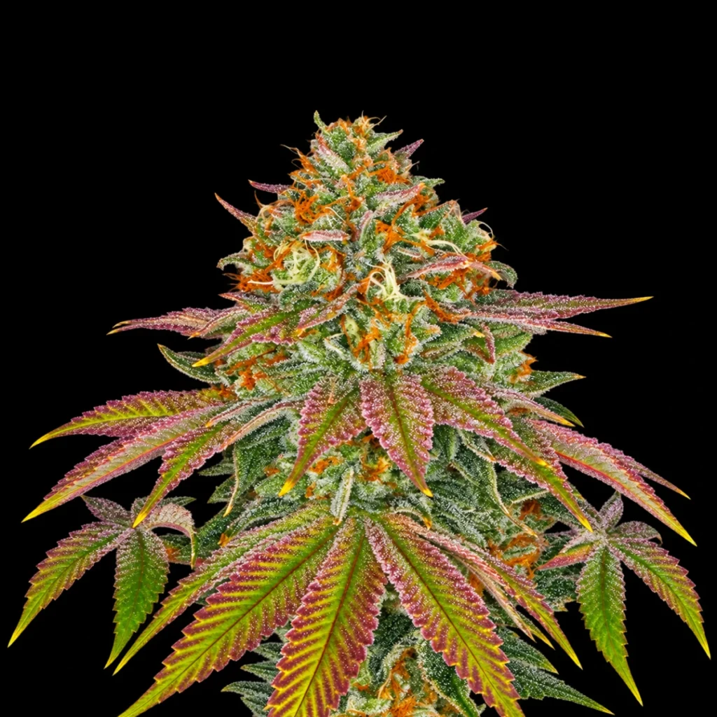 Wedding Cake (Feminiseret) – Barney’s Farm