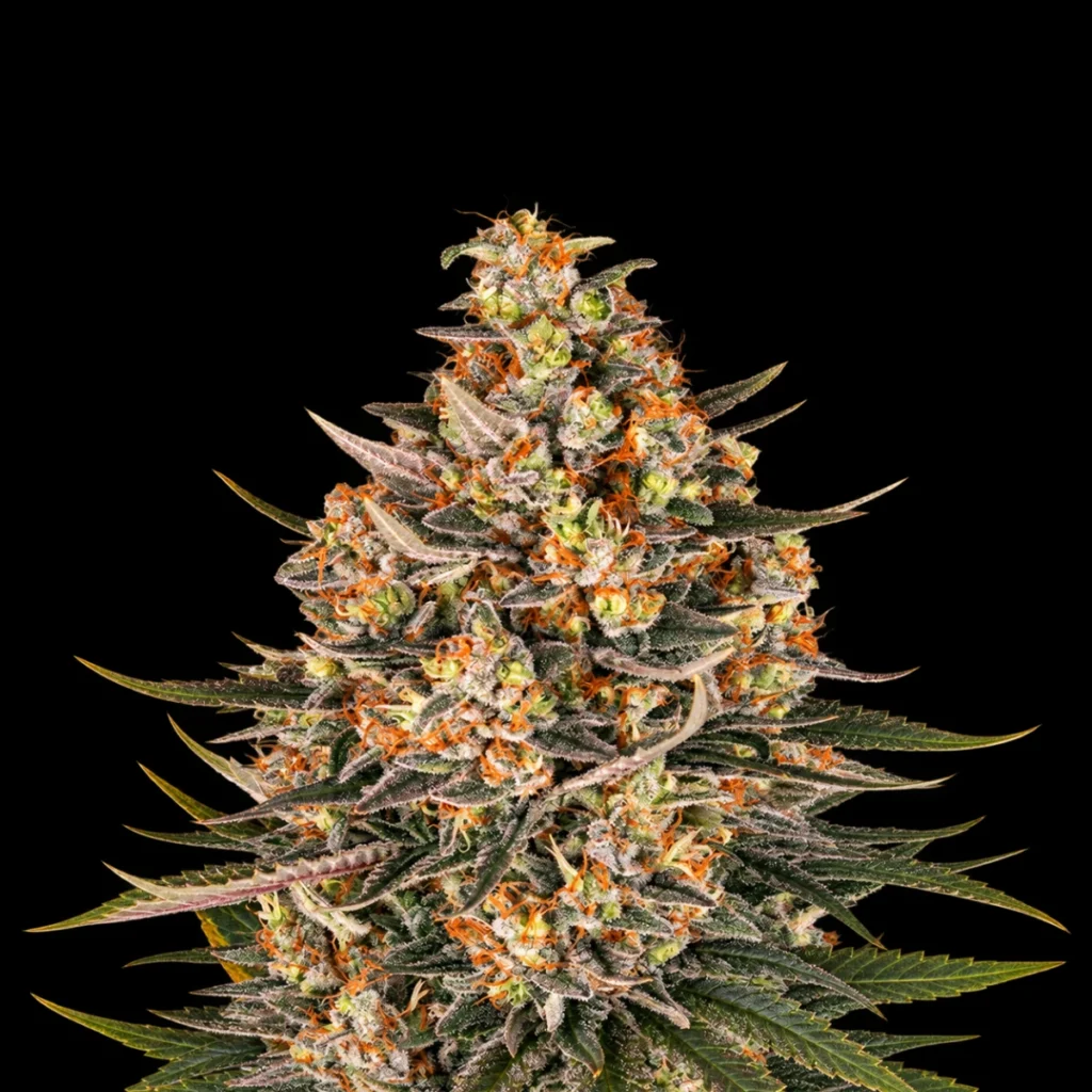 Lemon Drizzle (Feminiseret) – Barney’s Farm