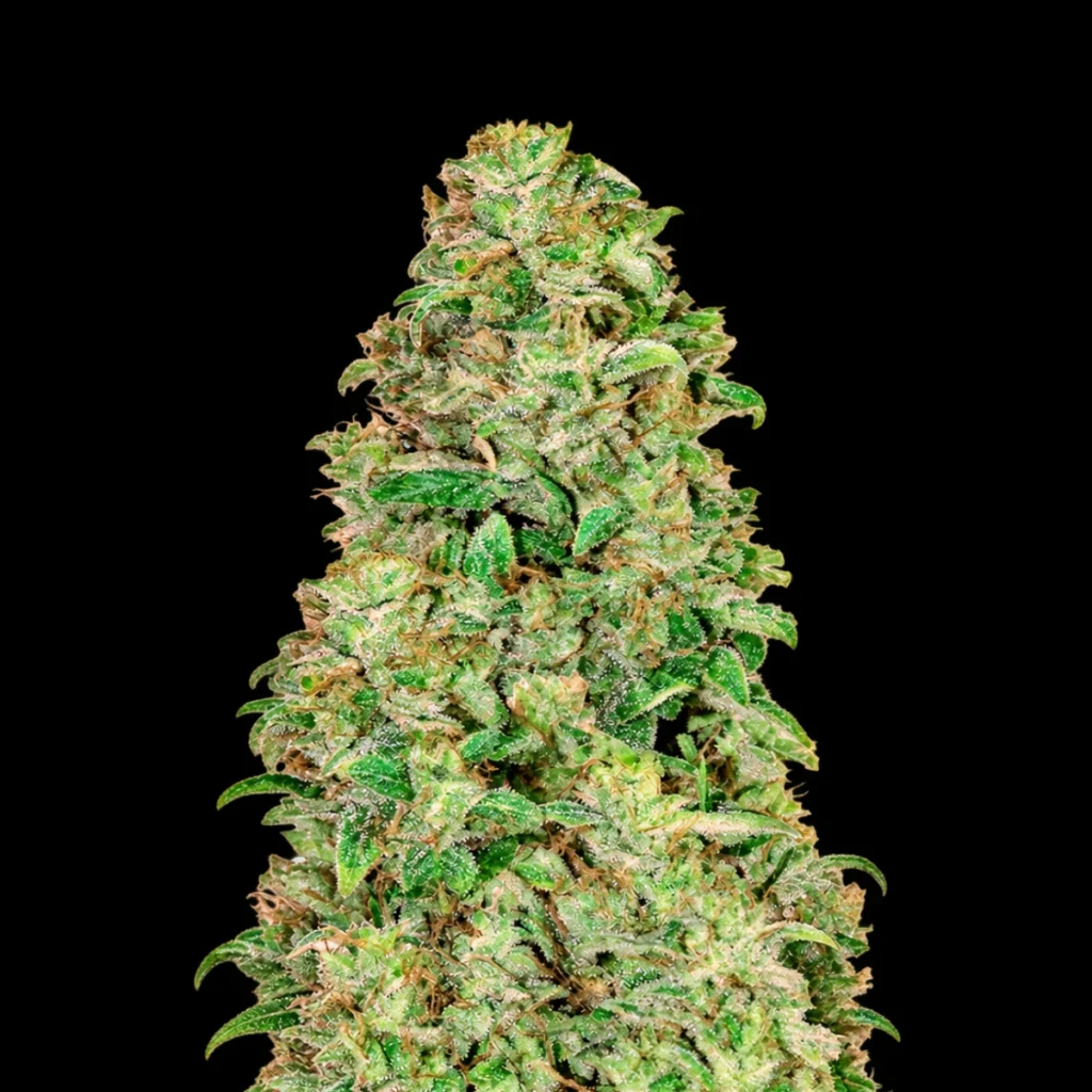 CBD Auto 20:1 – Fast Buds