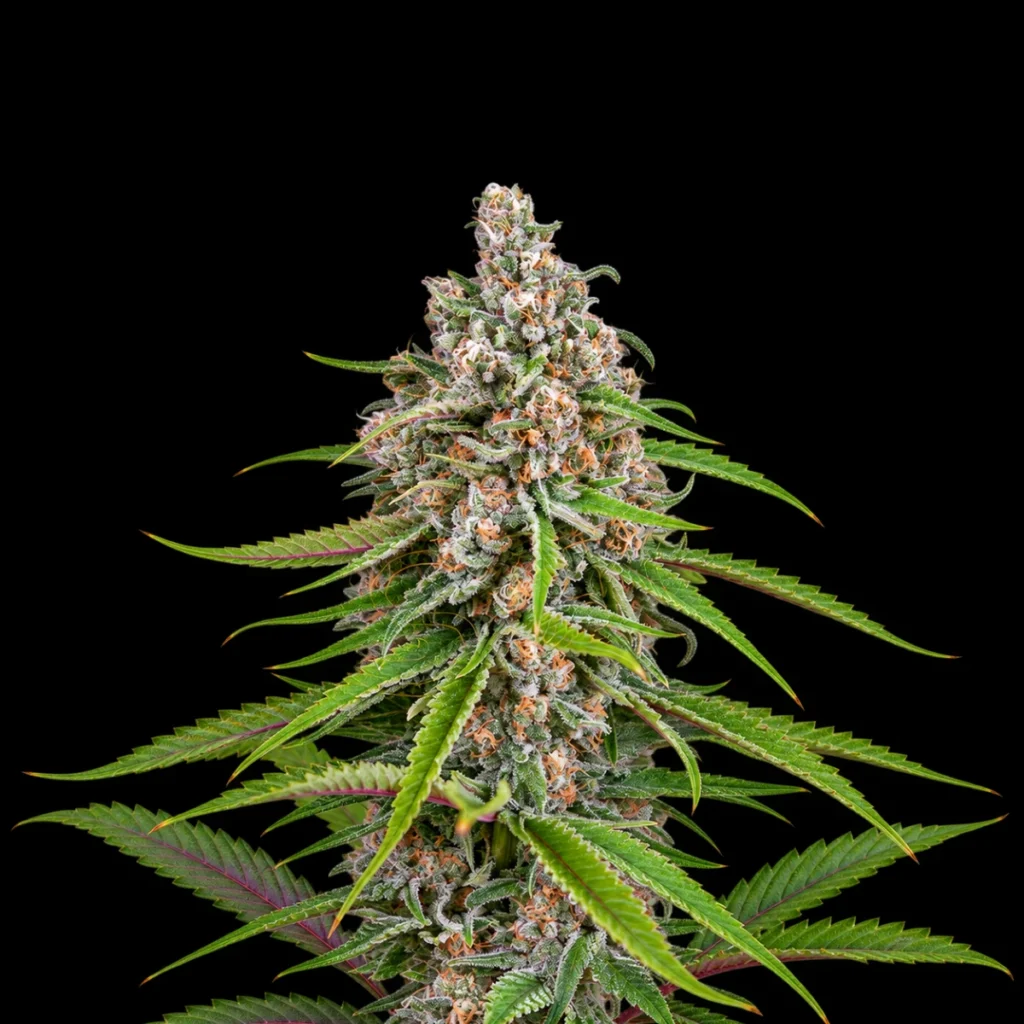 Deep Candy CBD (Feminiseret) – Green House Seeds