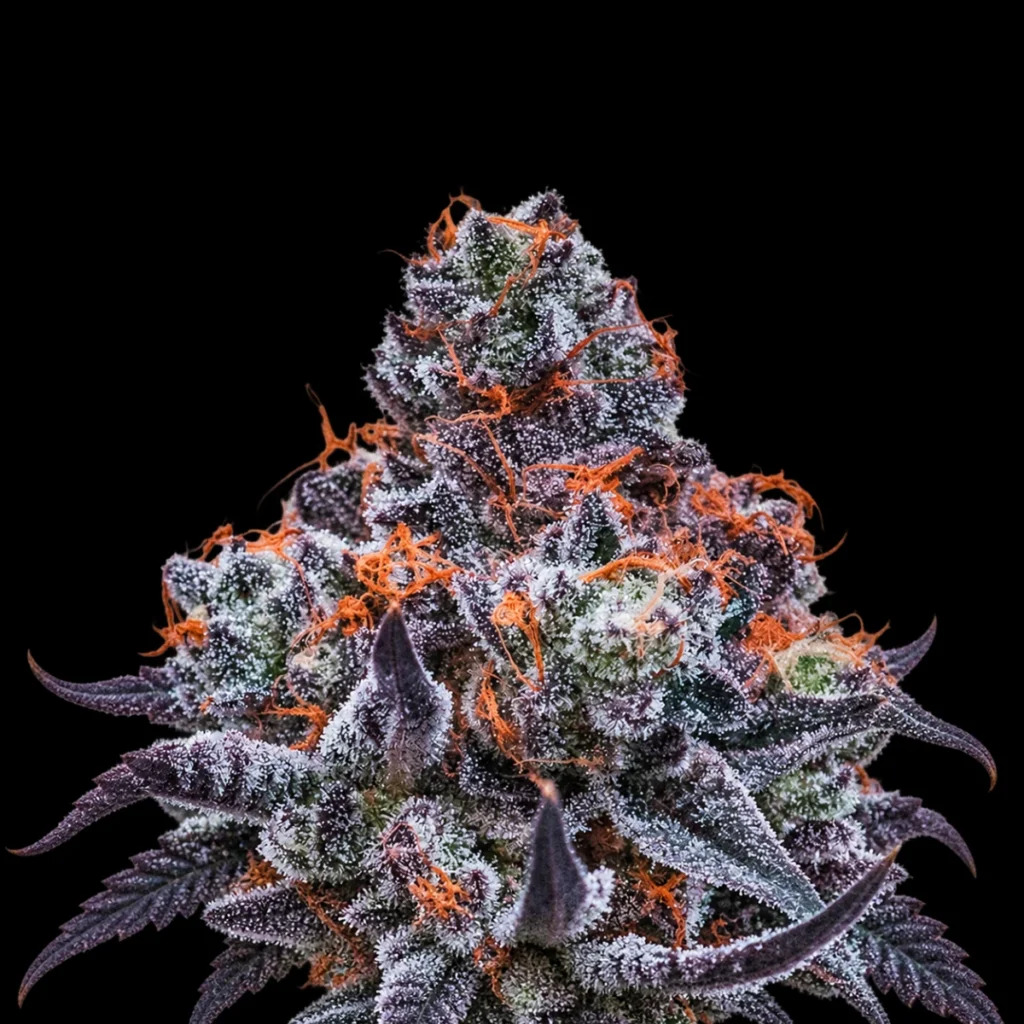 Deep Jealousy Auto – Anesia Seeds