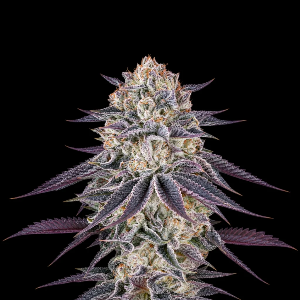 Franco’s Fullgas! (Feminiseret) – Green House Seeds