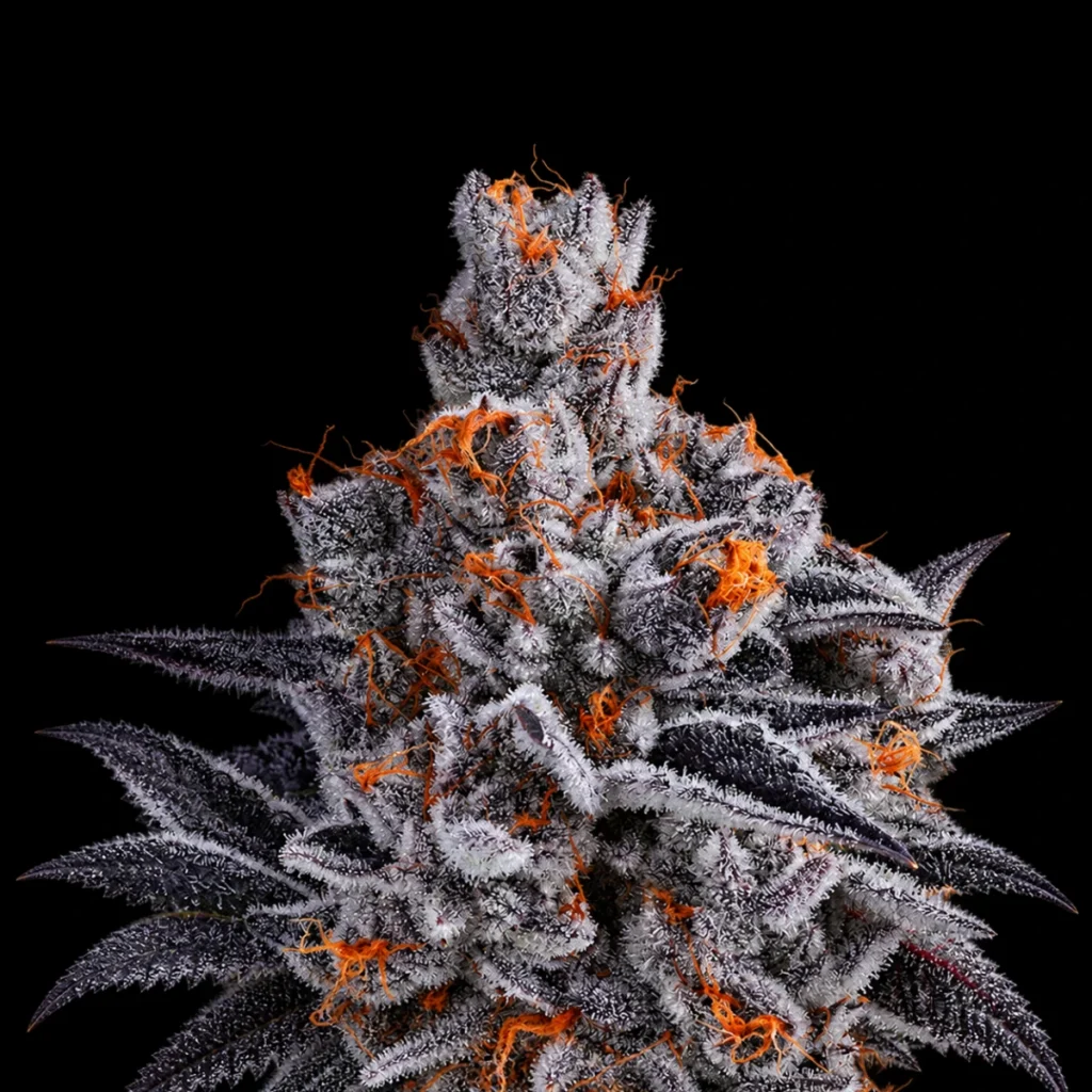 High Mars (Feminiseret) – Anesia Seeds