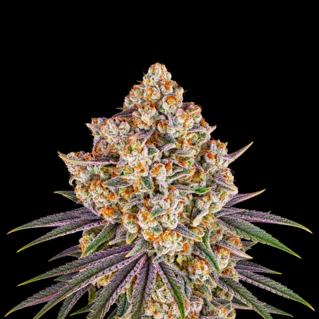 Ice Cream Cake (Feminiseret) – Barney’s Farm