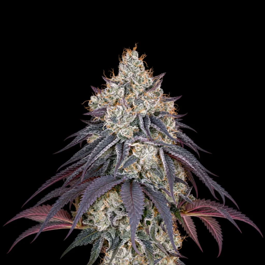 Lemon Orange (Feminiseret) – Green House Seeds